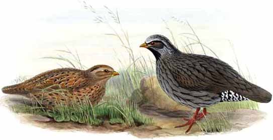 5-rare-birds-himalayan-quail